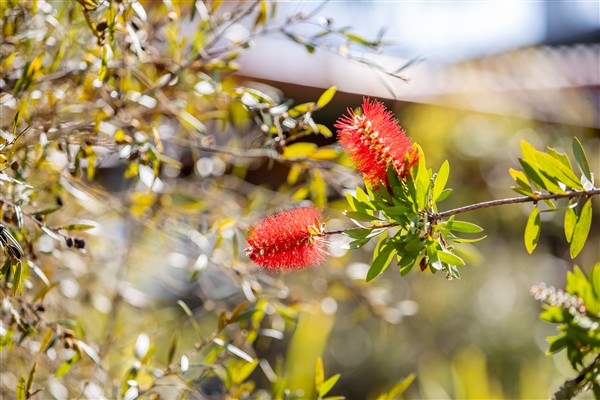 Native Bush Gardens